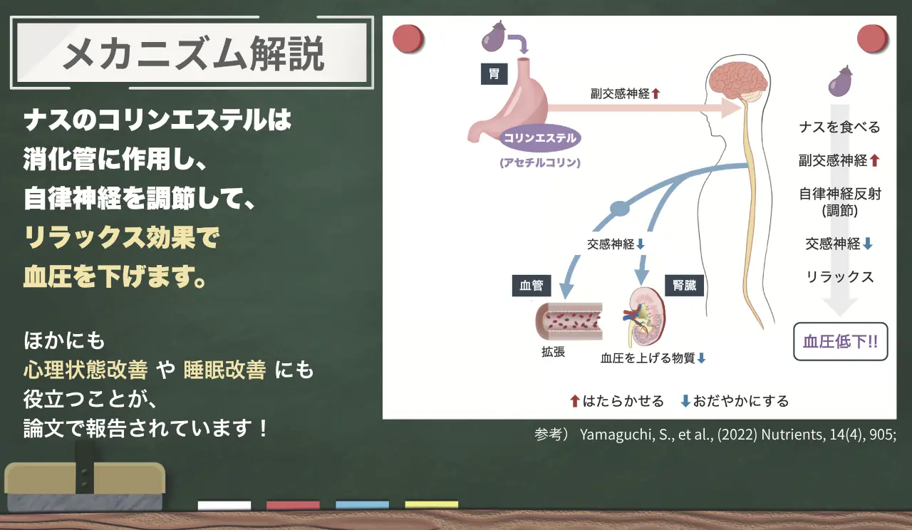 ナス由来コリンエステルの作用メカニズム解説図。消化管に作用し、副交感神経を介して自律神経を調節し、交感神経がおだやかになることで血管が拡張し血圧が下がる流れを示している。